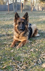 vom Trojangold, hodowla Owczarków Niemieckich Długowłosych