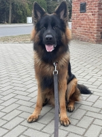 vom Trojangold, hodowla Owczarków Niemieckich Długowłosych