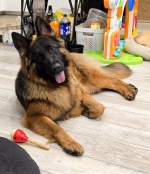 vom Trojangold, hodowla Owczarków Niemieckich Długowłosych