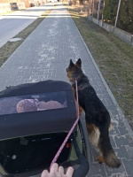 vom Trojangold, hodowla Owczarków Niemieckich Długowłosych