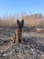 vom Trojangold, hodowla Owczarków Niemieckich Długowłosych