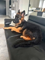 vom Trojangold, hodowla Owczarków Niemieckich Długowłosych