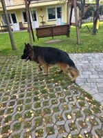 vom Trojangold, hodowla Owczarków Niemieckich Długowłosych