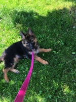 vom Trojangold, hodowla Owczarków Niemieckich Długowłosych