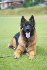 vom Trojangold, hodowla Owczarków Niemieckich Długowłosych