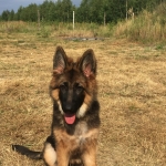 vom Trojangold, hodowla Owczarków Niemieckich Długowłosych