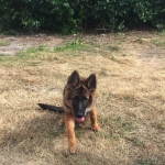 vom Trojangold, hodowla Owczarków Niemieckich Długowłosych