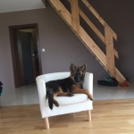 vom Trojangold, hodowla Owczarków Niemieckich Długowłosych