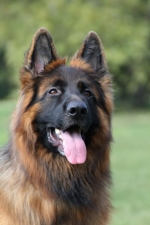 vom Trojangold, hodowla Owczarków Niemieckich Długowłosych