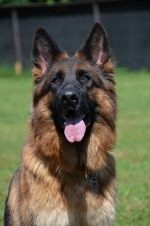 vom Trojangold, hodowla Owczarków Niemieckich Długowłosych