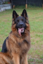 vom Trojangold, hodowla Owczarków Niemieckich Długowłosych