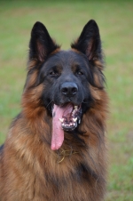 vom Trojangold, hodowla Owczarków Niemieckich Długowłosych