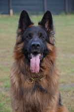 vom Trojangold, hodowla Owczarków Niemieckich Długowłosych