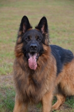 vom Trojangold, hodowla Owczarków Niemieckich Długowłosych