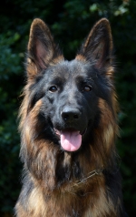 vom Trojangold, hodowla Owczarków Niemieckich Długowłosych