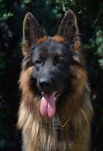 vom Trojangold, hodowla Owczarków Niemieckich Długowłosych