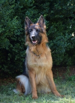 vom Trojangold, hodowla Owczarków Niemieckich Długowłosych