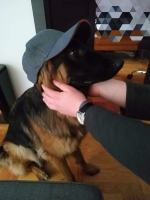 vom Trojangold, hodowla Owczarków Niemieckich Długowłosych