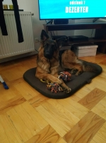 vom Trojangold, hodowla Owczarków Niemieckich Długowłosych