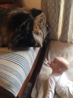 vom Trojangold, hodowla Owczarków Niemieckich Długowłosych