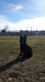 vom Trojangold, hodowla Owczarków Niemieckich Długowłosych