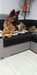 vom Trojangold, hodowla Owczarków Niemieckich Długowłosych