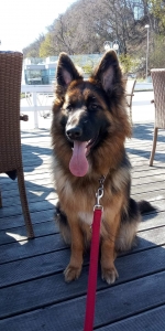 vom Trojangold, hodowla Owczarków Niemieckich Długowłosych