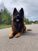 vom Trojangold, hodowla Owczarków Niemieckich Długowłosych