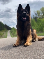 vom Trojangold, hodowla Owczarków Niemieckich Długowłosych