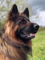 vom Trojangold, hodowla Owczarków Niemieckich Długowłosych