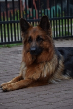 vom Trojangold, hodowla Owczarków Niemieckich Długowłosych