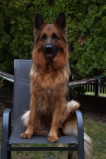 vom Trojangold, hodowla Owczarków Niemieckich Długowłosych