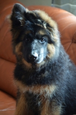 vom Trojangold, hodowla Owczarków Niemieckich Długowłosych