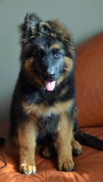 vom Trojangold, hodowla Owczarków Niemieckich Długowłosych