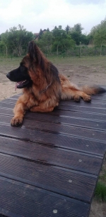 vom Trojangold, hodowla Owczarków Niemieckich Długowłosych