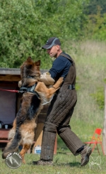 vom Trojangold, hodowla Owczarków Niemieckich Długowłosych