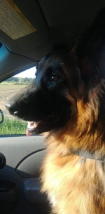 vom Trojangold, hodowla Owczarków Niemieckich Długowłosych