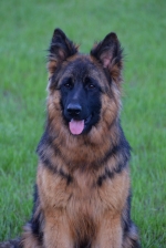 vom Trojangold, hodowla Owczarków Niemieckich Długowłosych