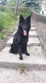 vom Trojangold, hodowla Owczarków Niemieckich Długowłosych