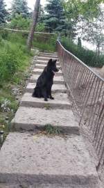 vom Trojangold, hodowla Owczarków Niemieckich Długowłosych