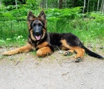 vom Trojangold, hodowla Owczarków Niemieckich Długowłosych