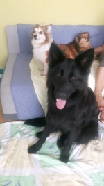 vom Trojangold, hodowla Owczarków Niemieckich Długowłosych