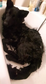 vom Trojangold, hodowla Owczarków Niemieckich Długowłosych