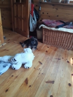 vom Trojangold, hodowla Owczarków Niemieckich Długowłosych