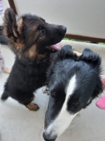 vom Trojangold, hodowla Owczarków Niemieckich Długowłosych