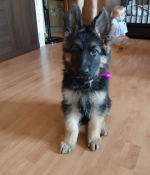 vom Trojangold, hodowla Owczarków Niemieckich Długowłosych