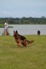 vom Trojangold, hodowla Owczarków Niemieckich Długowłosych