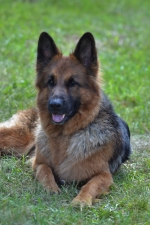 vom Trojangold, hodowla Owczarków Niemieckich Długowłosych