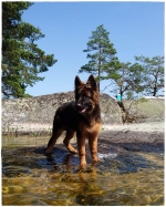 vom Trojangold, hodowla Owczarków Niemieckich Długowłosych