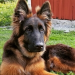 vom Trojangold, hodowla Owczarków Niemieckich Długowłosych